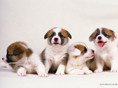四只软萌柯基幼犬合影 高清萌宠壁纸