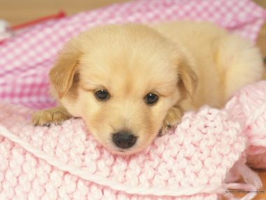 Cute Golden Retriever Puppy On Pink Knitted Blanket Wallpaper