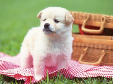 Cute Fluffy Cream Puppy On Picnic Blanket Green Lawn