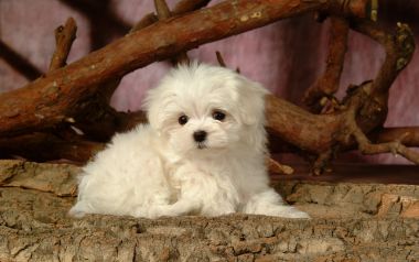软萌白色马尔济斯幼犬棚拍写真