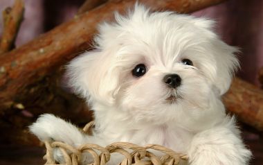 Cute Fluffy White Maltese Puppy Closeup Wallpaper