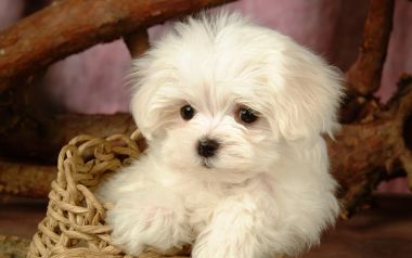 Cute White Maltese Puppy Pet Portrait