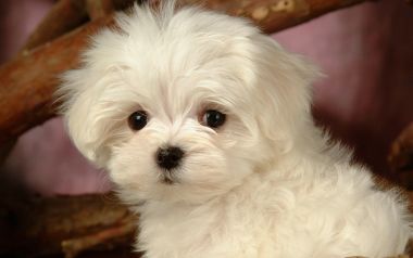 软萌白色马尔济斯幼犬高清特写