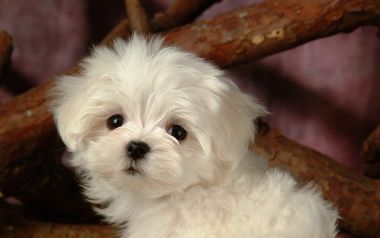 可爱白色马尔济斯幼犬肖像