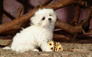 Cute White Maltese Puppy Studio Pet Portrait