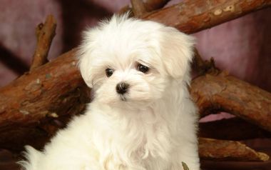 Cute White Maltese Puppy Portrait