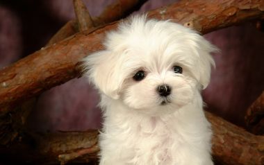 可爱白色马尔济斯幼犬萌宠写真