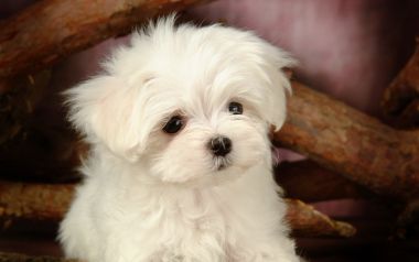 软萌白色马尔济斯幼犬特写写真