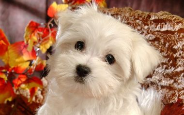 可爱白色马尔济斯幼犬秋日萌宠写真
