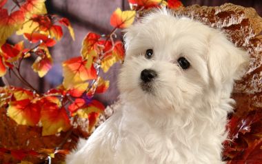 可爱白色马尔济斯幼犬秋日萌宠写真