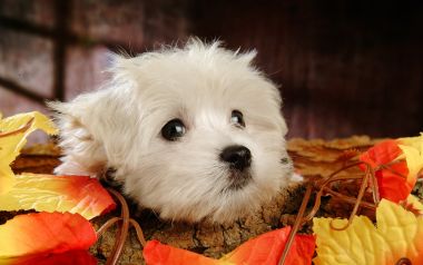 Cute White Maltese Puppy Autumn Pet Portrait