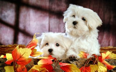 Two White Maltese Puppies Autumn Cute Pet Portrait