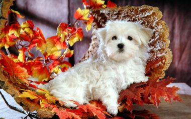 Cute White Maltese Puppy Autumn Maple Leaves Portrait