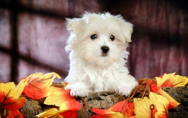 White Fluffy Maltese Puppy Autumn Pet Portrait
