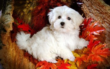 Cute White Maltese Puppy With Autumn Maple Leaves