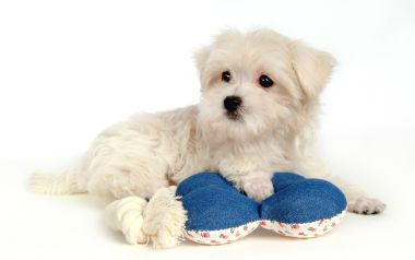 Fluffy White Maltese Puppy With Pet Toy Studio Photo