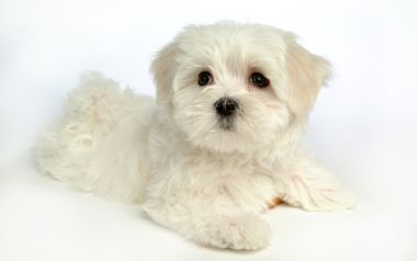 Cute White Maltese Puppy Portrait Photography