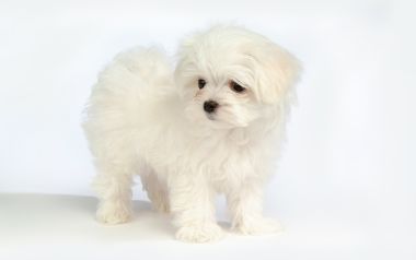 Fluffy White Maltese Puppy Studio Portrait