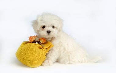White Maltese Puppy With Yellow Flower Bag Pet Photo