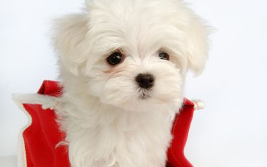 Cute White Maltese Puppy Studio Portrait
