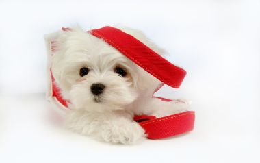 白色马尔济斯幼犬红色背带萌宠写真壁纸