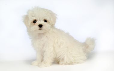 纯白软萌马尔济斯幼犬棚拍写真