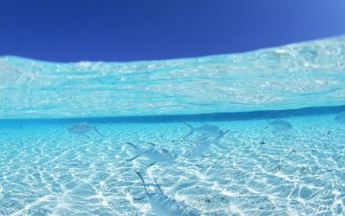 马尔代夫海滩清澈海水与鱼群