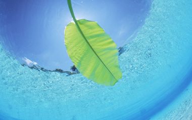 Maldives Underwater Green Leaf Floating Scene