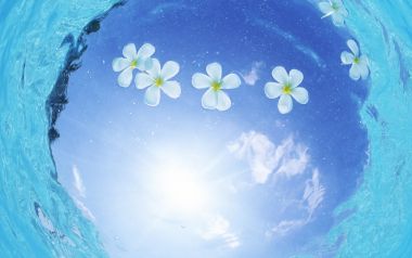 马尔代夫水面漂浮的鸡蛋花自然景观