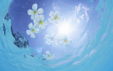 Maldives Underwater Plumeria Flowers And Sunlight