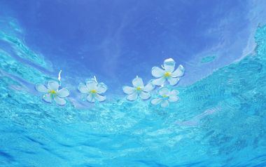 马尔代夫鸡蛋花漂浮在清澈海面上