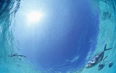 马尔代夫水下阳光穿透海面与鱼群共游