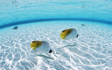 Maldives Clear Water Butterflyfish