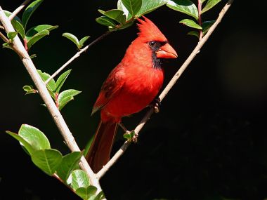 Male Northern Cardinal On Branch