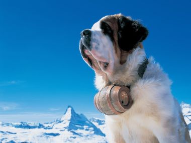 Swiss Saint Bernard In Front Of Matterhorn