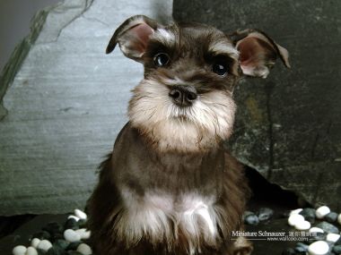 呆萌可爱迷你雪纳瑞幼犬特写壁纸