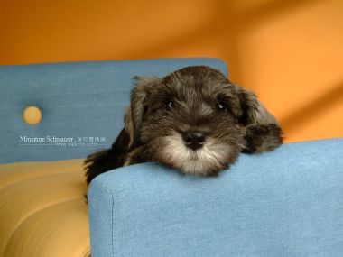 Miniature Schnauzer Puppy Lying On Blue Sofa