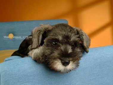 Mini Schnauzer Puppy Resting On Blue Sofa