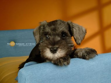 Mini Schnauzer Puppy Lying On Blue Sofa