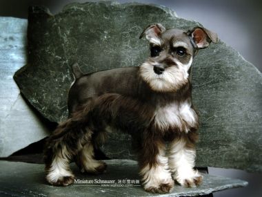 Mini Schnauzer Puppy Standing On Stone Slab Photo