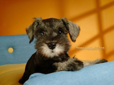 Miniature Schnauzer Pet Wallpapers