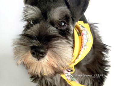 Miniature Schnauzer With Yellow Floral Scarf Closeup