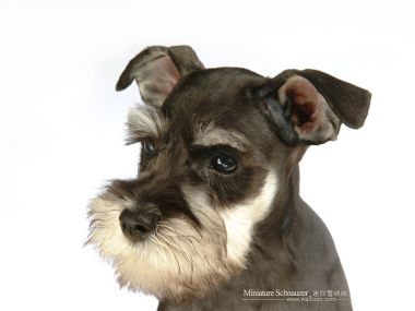 Miniature Schnauzer Head Portrait Closeup On White Background