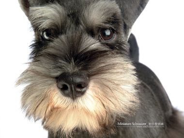 Miniature Schnauzer Close Up Pet Portrait