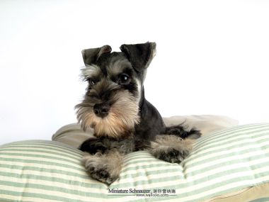 Mini Schnauzer Puppy Lying On Striped Pillow
