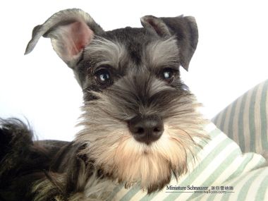 迷你雪纳瑞幼犬可爱特写肖像