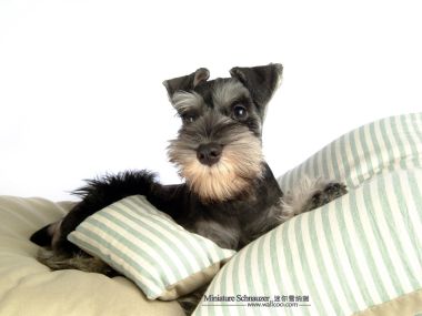 Cute Miniature Schnauzer Puppy Portrait Photo