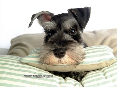 Cute Miniature Schnauzer Resting On Striped Pillow Closeup