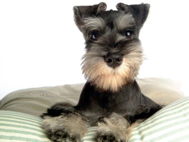 Mini Schnauzer Puppy Front Portrait Wallpaper