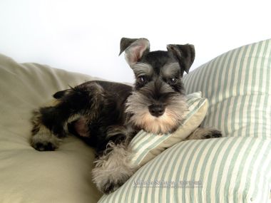 Miniature Schnauzer Puppy Lying On Sofa Cushion